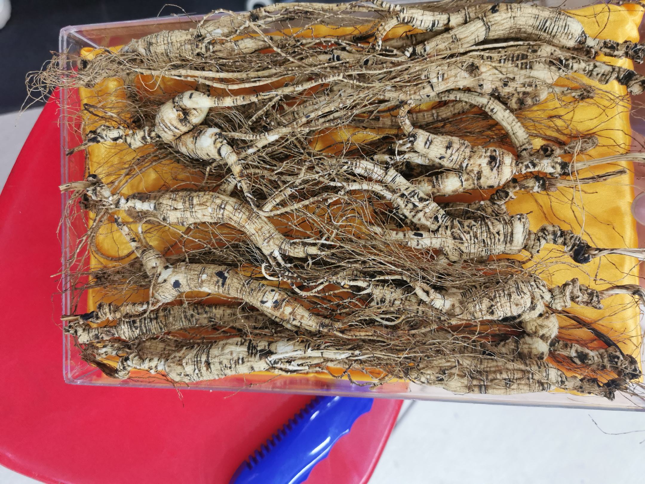 实验室科研人员正在使用高效液相色谱仪检测野山参样本中的人参皂苷含量