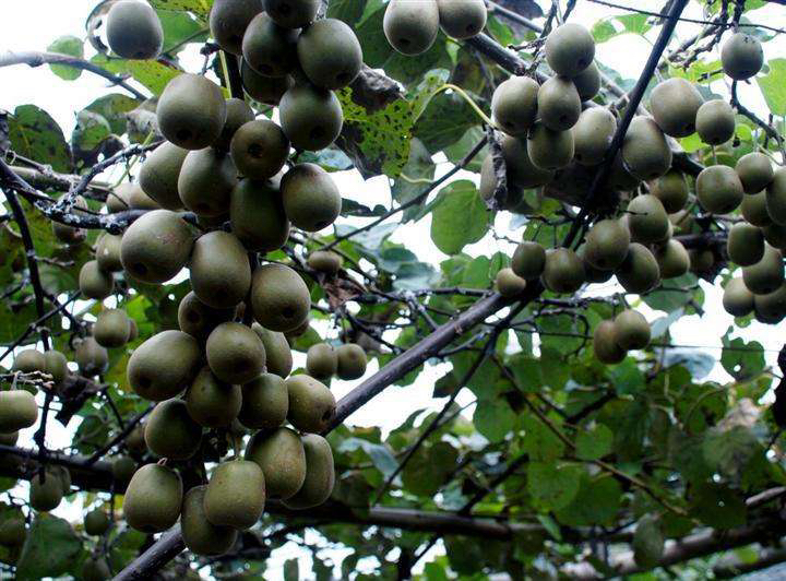 黄心猕猴桃果园修剪现场