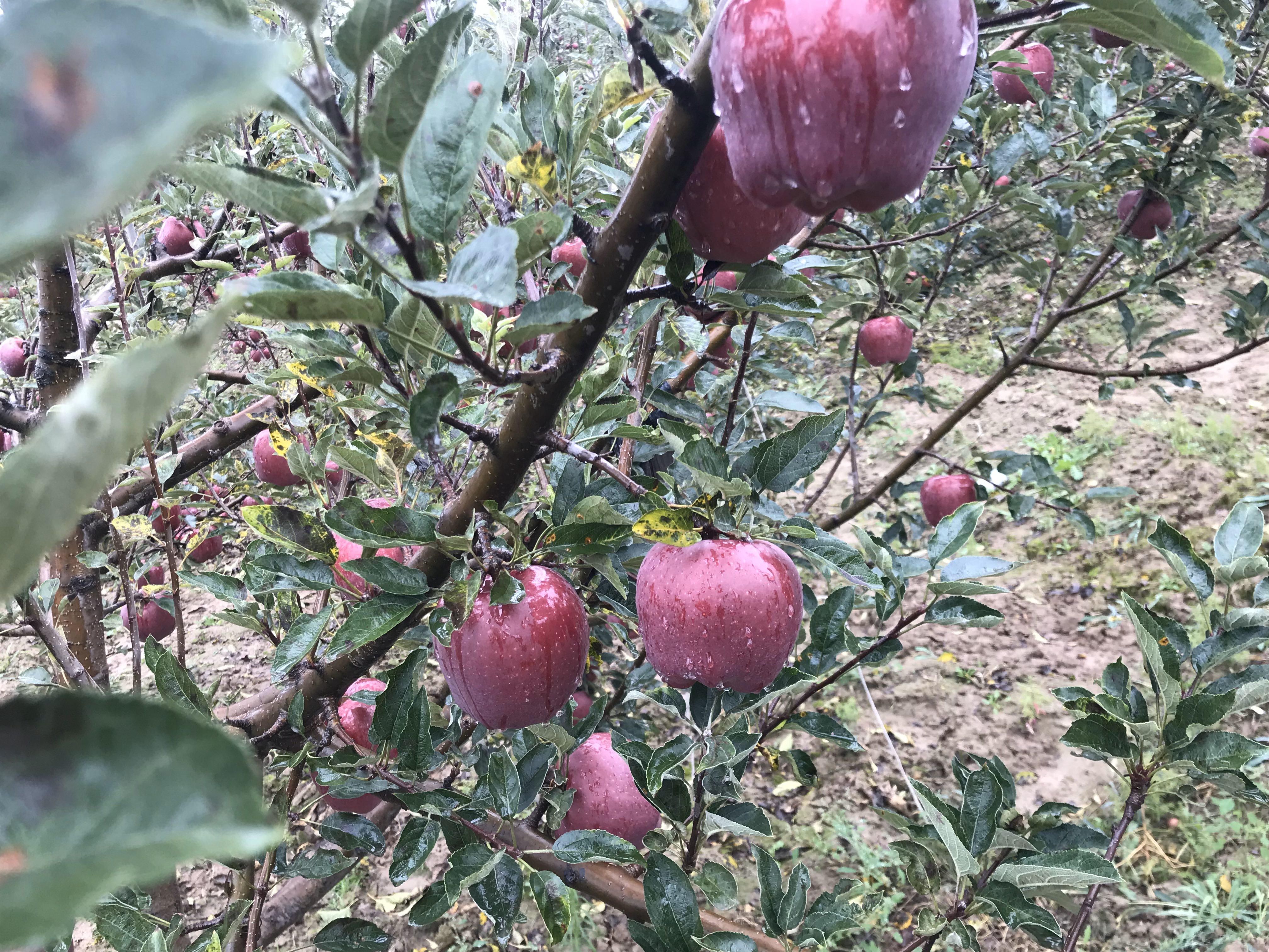 果农正在对花牛苹果幼树进行夏季拉枝和摘心作业,展示正确的拉枝角度和工具使用方式,背景为甘肃天水标准化果园 花牛苹果夏季修剪现场