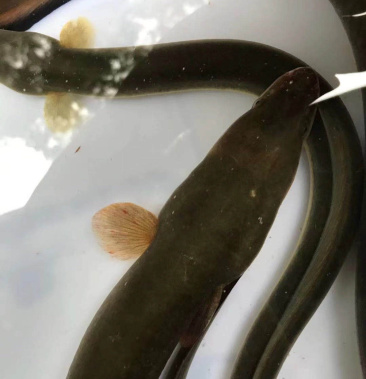 黄鳗鱼黄鳗鱼新鲜包活