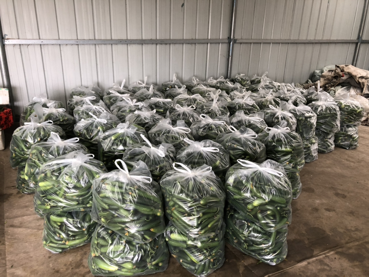 超市货架上的小黄瓜包装产品