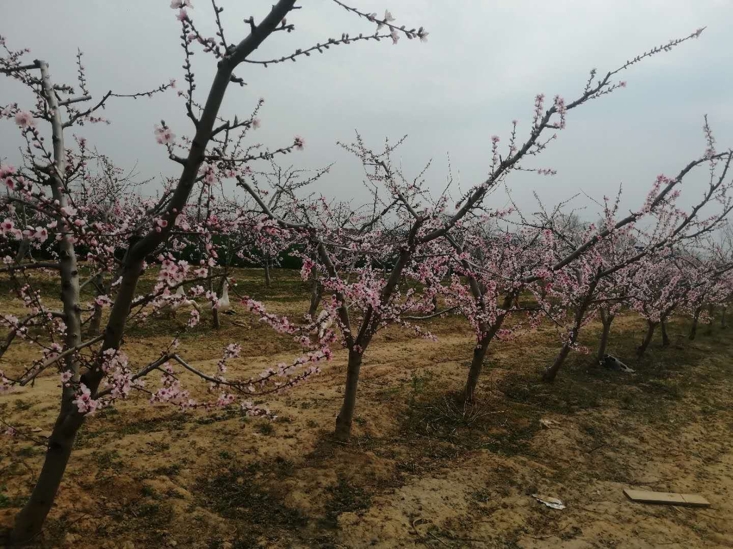 冬桃果园春日盛开的花朵,展示其繁茂的花期景观 冬桃果园春日开花景象