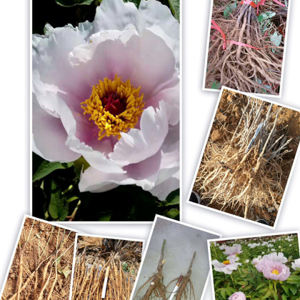 油牡丹苗价格行情