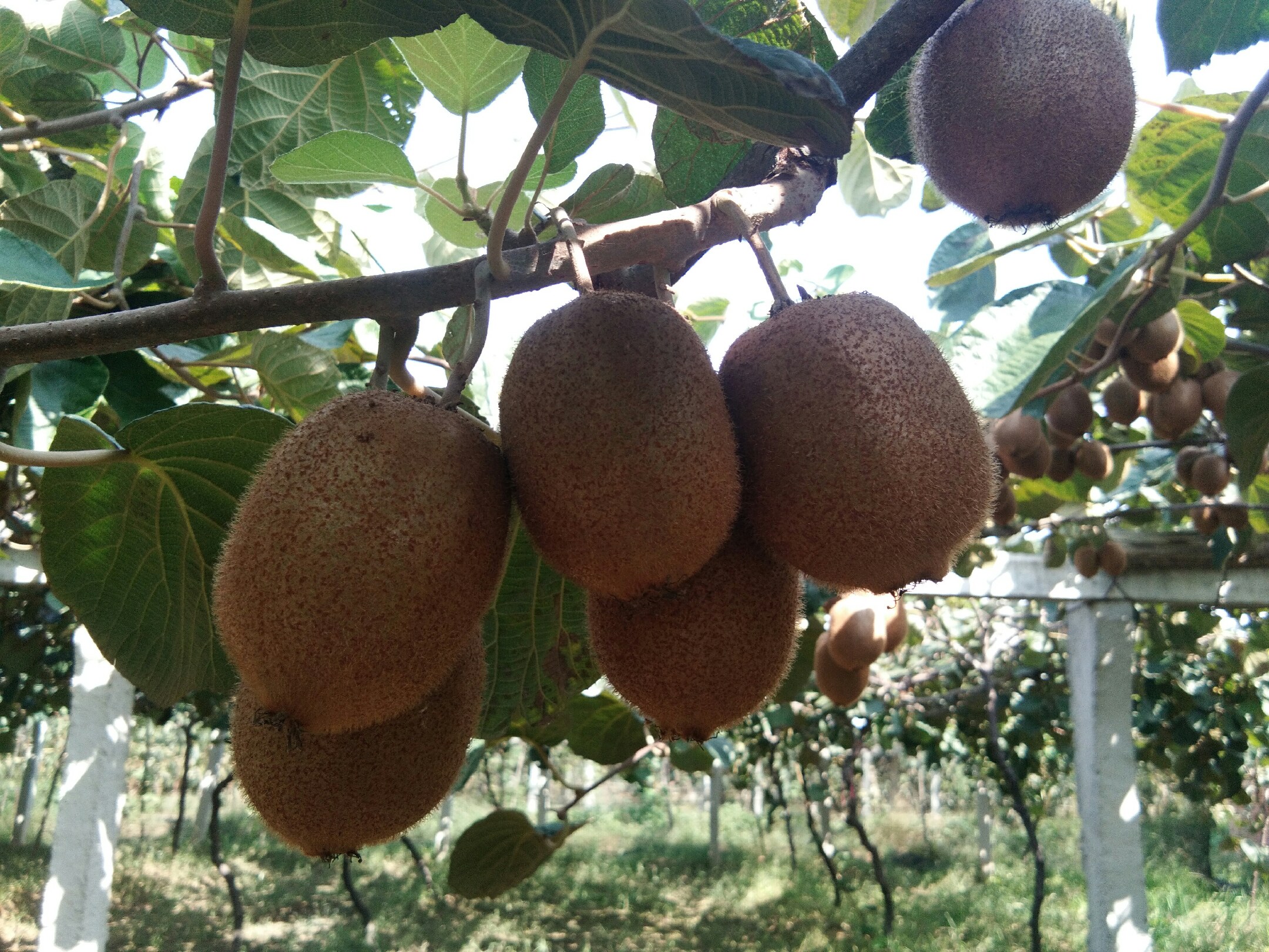 徐香猕猴桃特写