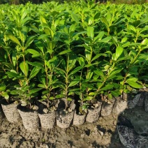 基地直销各规格精品海桐小苗，量大从优，欢迎选购