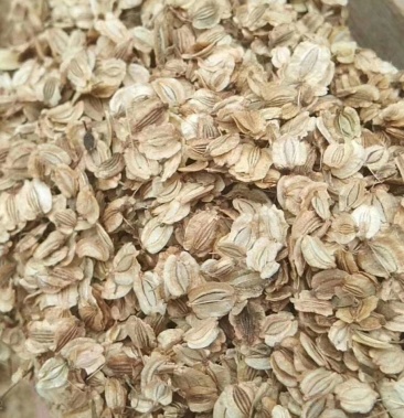 白芷种子各种种子纯新货