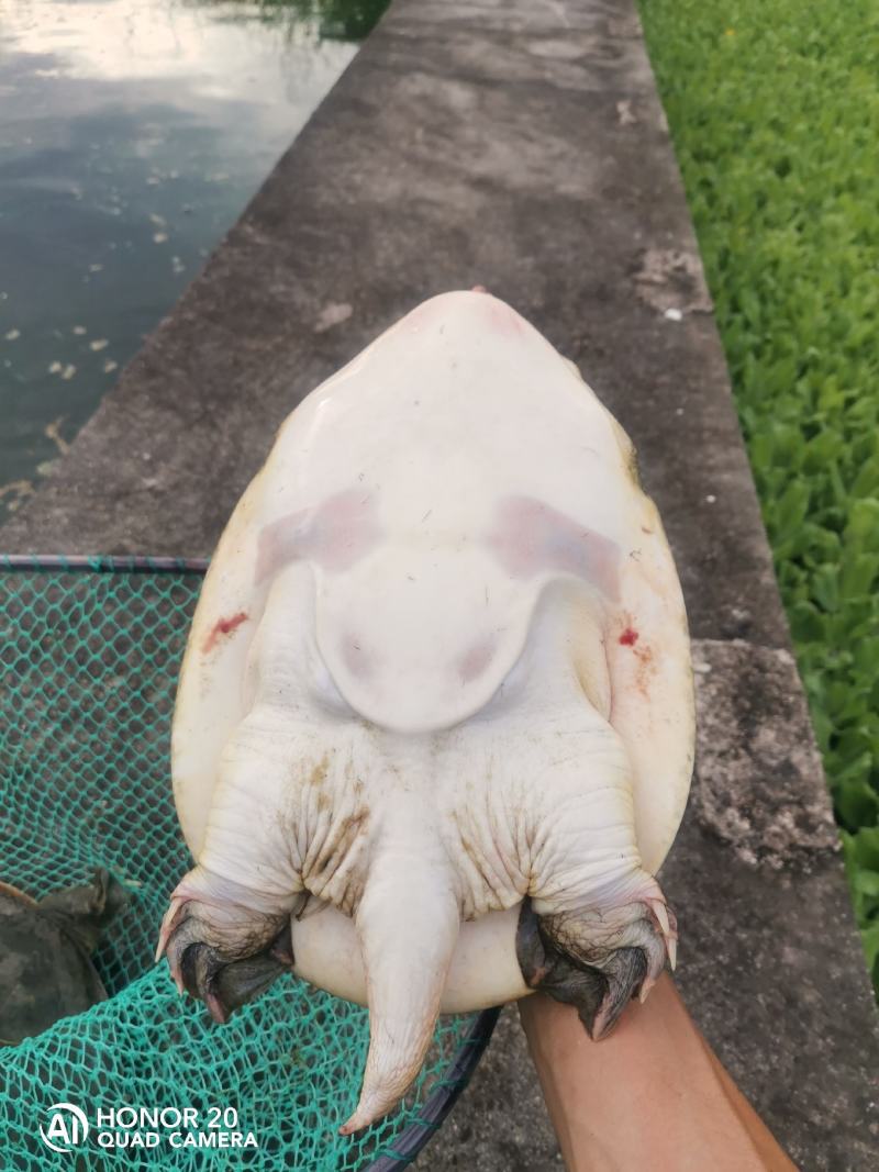 2斤以上的山瑞,养殖场直批