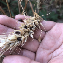 黑小麦，色选，黑麦，色泽黝黑，水分10，容重800，