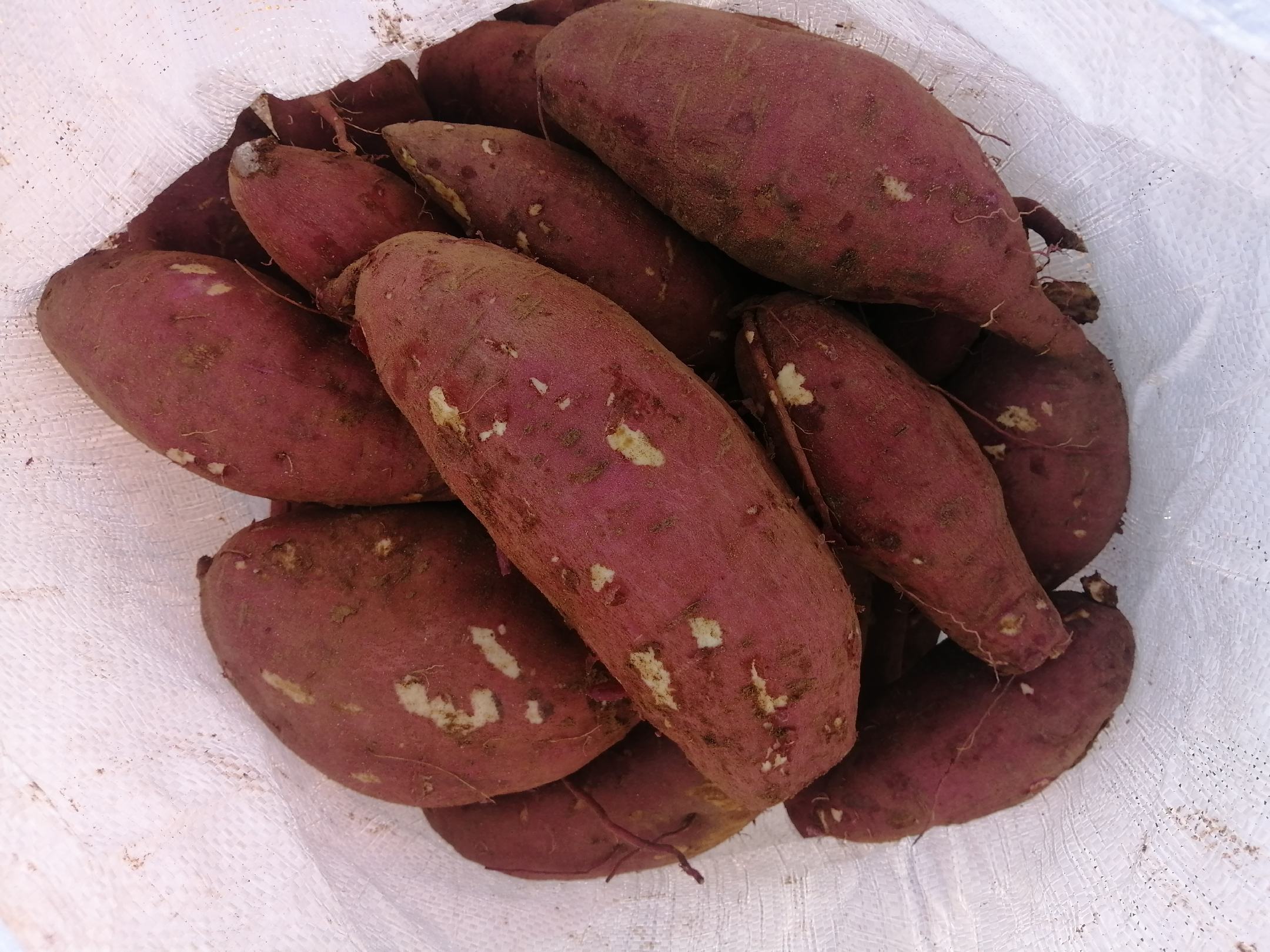 济薯10号系列产品展示