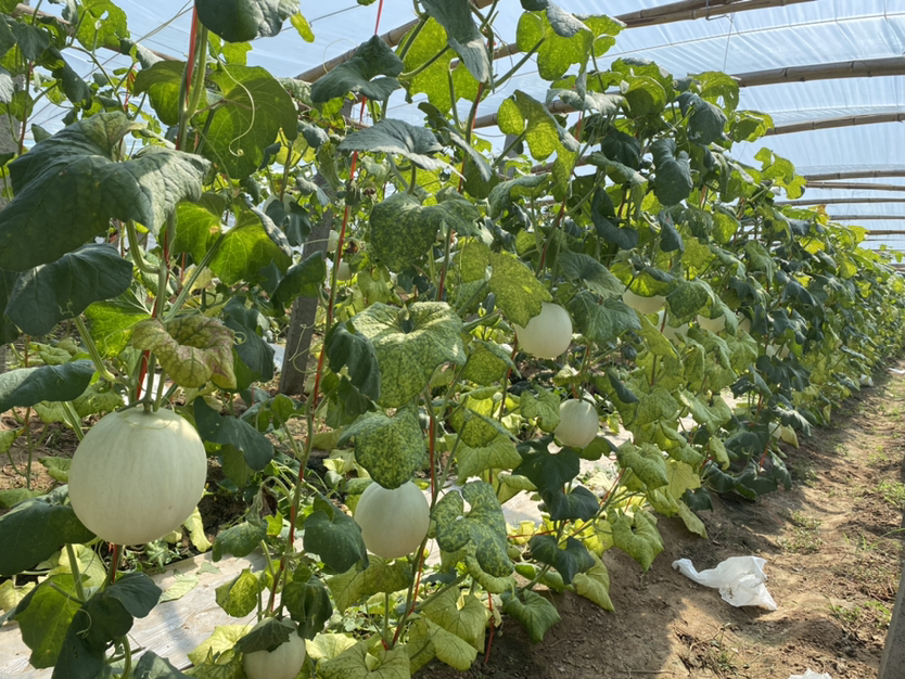 玉菇甜瓜工厂化育苗场景