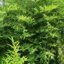 竹子基地量大批发，竹子品种全数量大