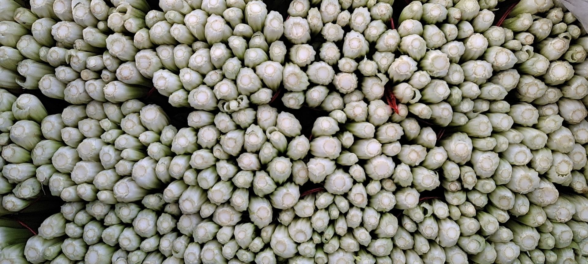 毛芹与常见混淆植物对比图：左侧为毛芹嫩梢（带毛、青紫茎、三裂叶），中为安全可食水芹（光滑无毛、纯绿茎），右侧为警示性毒芹幼苗（光滑、无香味、叶片更细碎），三者置于竹编食筐中，背景虚化