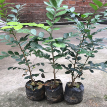 九里香小苗香花植物九里香树苗盆栽地栽四季常绿驱蚊绿植花卉