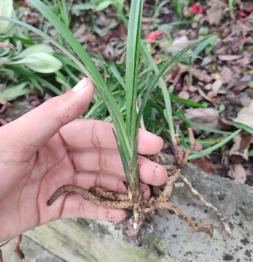 兰花苗春剑兰花龙根苗