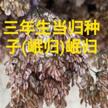 甘肃岷县三年生当归种子，新货，货源充足，欢迎各位老板选购