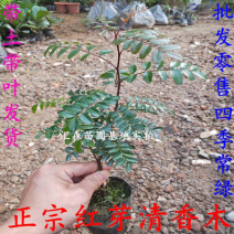清香木树苗盆景耐寒云南清香木室内驱蚊虫草植物四季常青