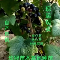 黑加仑葡萄苗自产自销现起现卖保证质量保证品种包