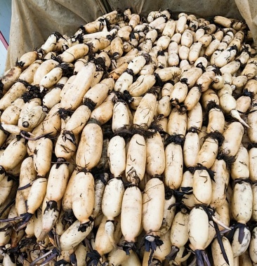 江苏美人红莲藕清脆可口营养价值高欢迎各位老板预定