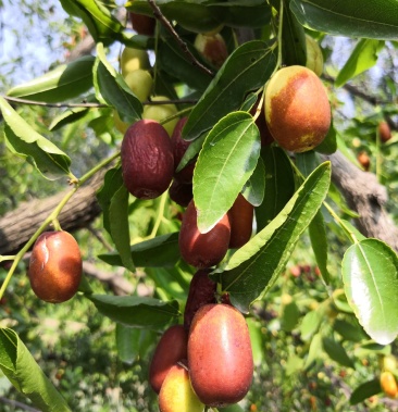 山东德州乐陵新鲜金丝小枣