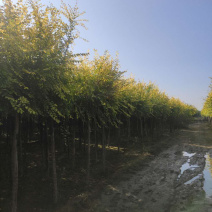 供应矮杆金叶榆高杆金叶榆苗圃直供，一手货源，诚信为本