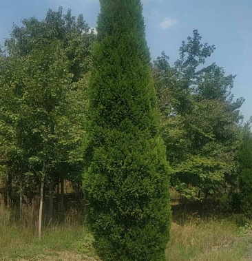 蜀桧高度六米五到七米的数量三十颗