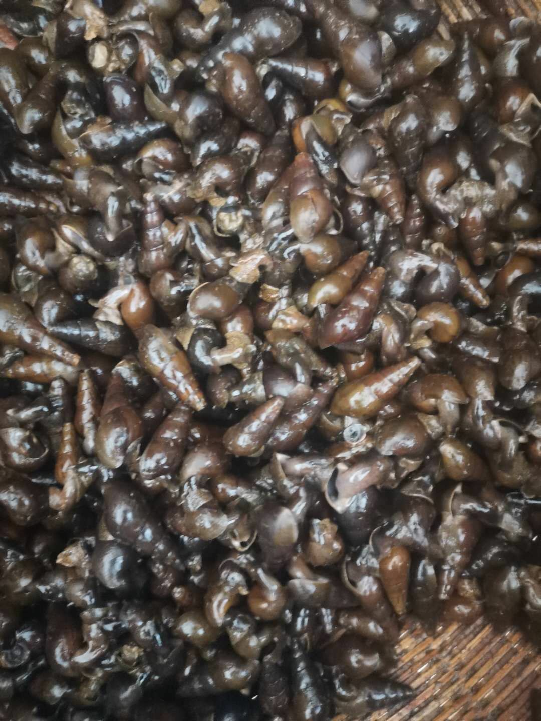 [山坑螺批发]山坑螺,需要的留下联系方式价格16.00元/斤 - 一亩田