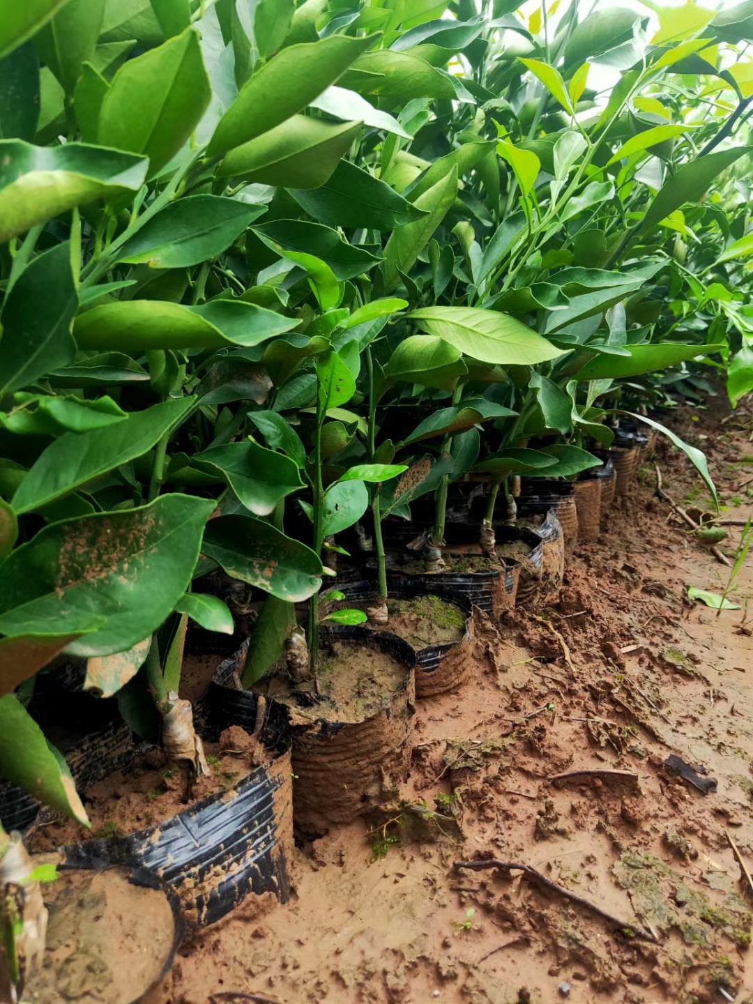 [橙子苗批发]长叶香橙苗,优质纯正,苗木/枝条出售,品质保证价格10.