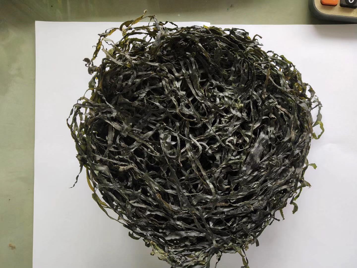 山东荣成桑沟湾海域MC干海带标准化采收实景:展示海带原始形态、天然白霜特征及海域洁净度 MC干海带原料采收场景:清晨荣成桑沟湾浅海区,渔民驾木船手工收割成熟海带,海面泛着淡金色微光,海带叶片宽厚墨绿、表面覆有天然白霜(甘露醇结晶),长度达4–5米