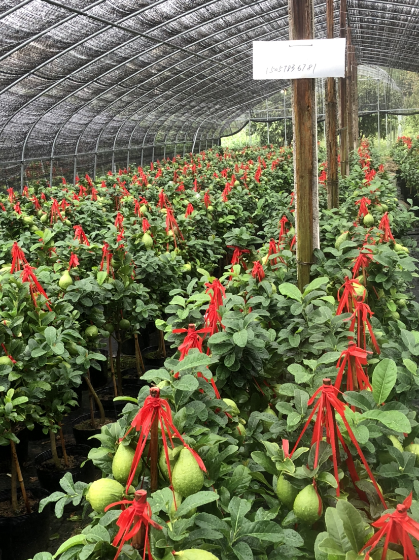 [佛手树苗批发]佛手特大个,观赏颜值高.盆栽直杆造型好.