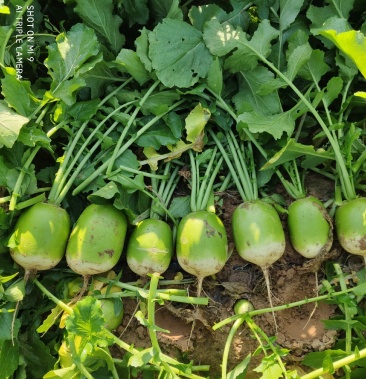 宁夏蔬菜银川青萝卜大量上市,产地直发