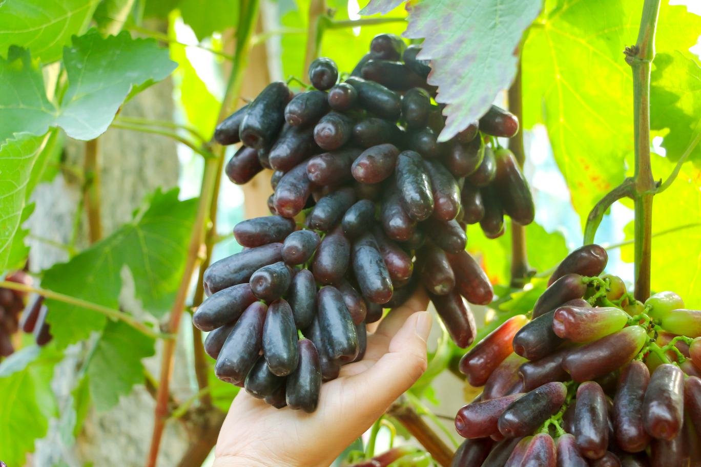 蓝宝石葡萄切开图