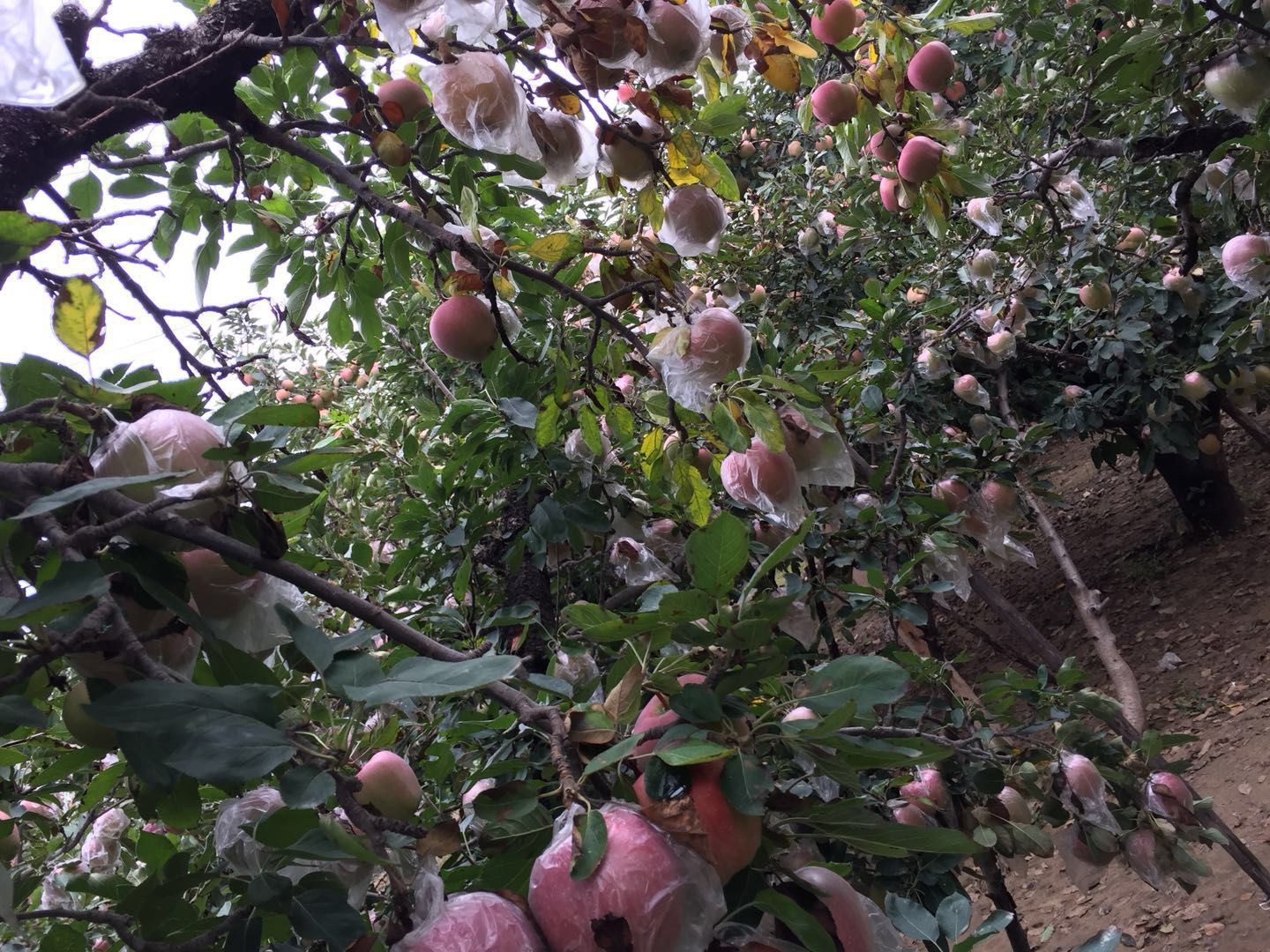 红星苹果果园采摘图