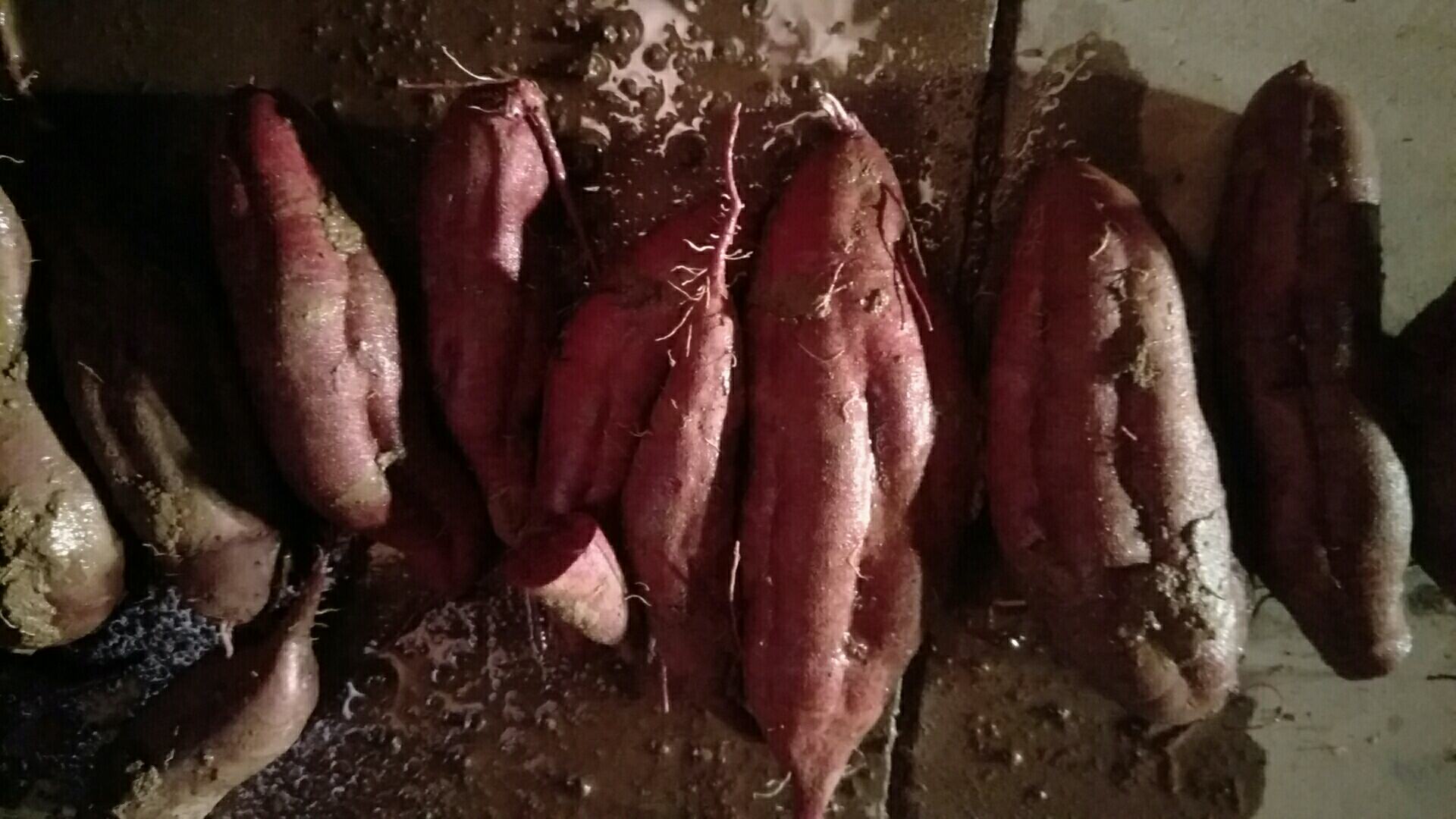 图中展示了新鲜紫薯与变质紫薯的外观对比,包括颜色变化、表面霉斑等特征,帮助用户识别是否变质 变质紫薯与新鲜紫薯对比图