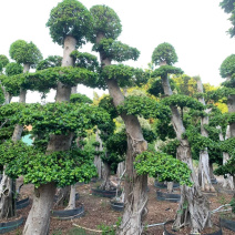 精品造型小叶榕树桩头小叶榕树盆景种植基地榕树产地直销