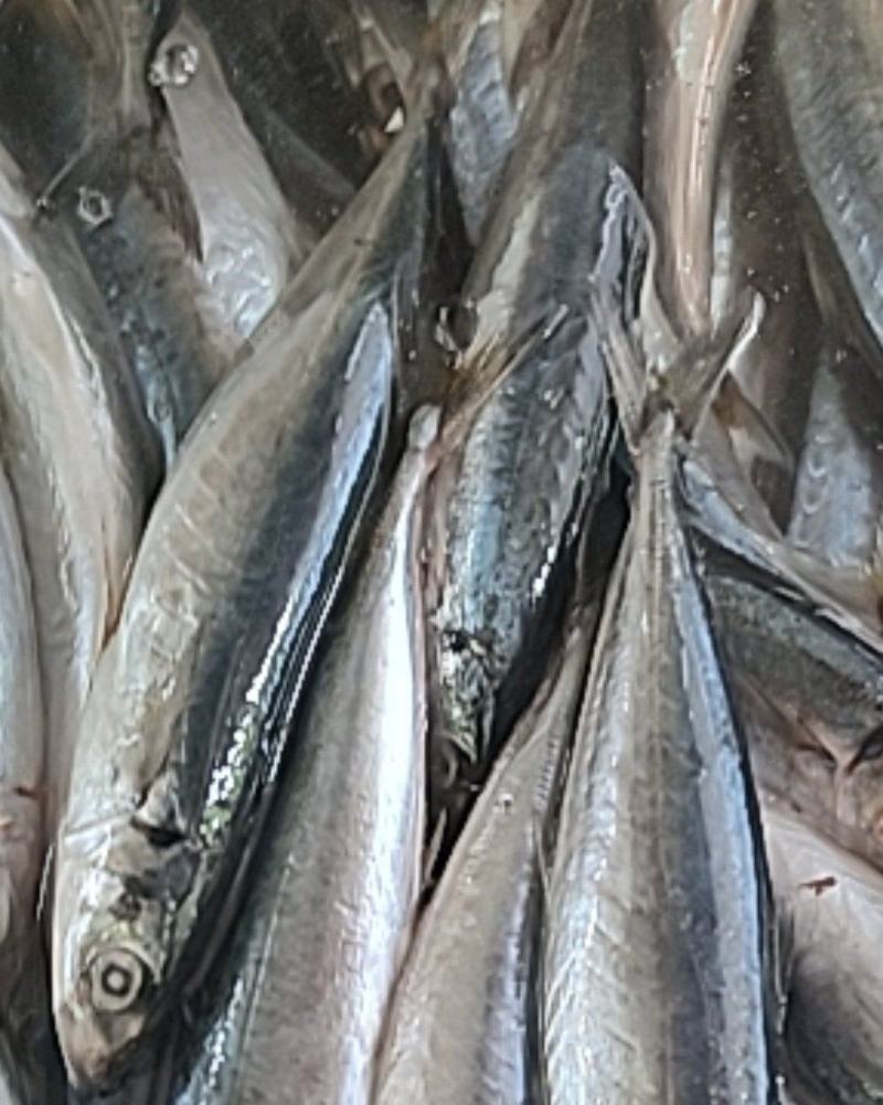 广东潮州饶平县巴浪鱼 3.00元/斤竹叶巴浪,又叫