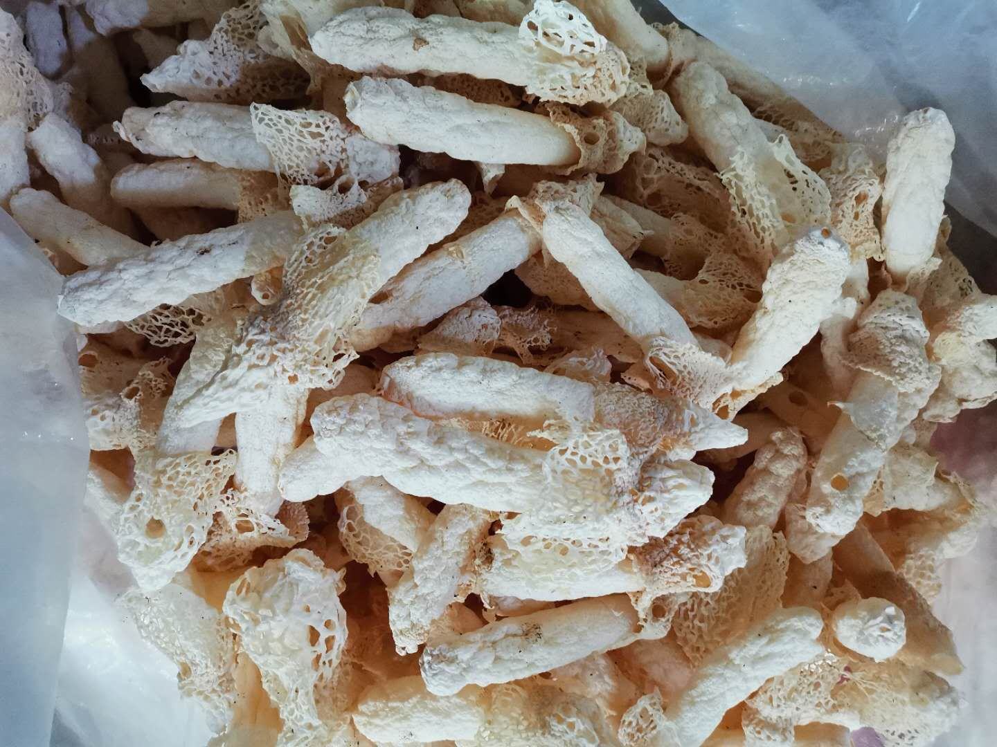 竹荪的外形展示