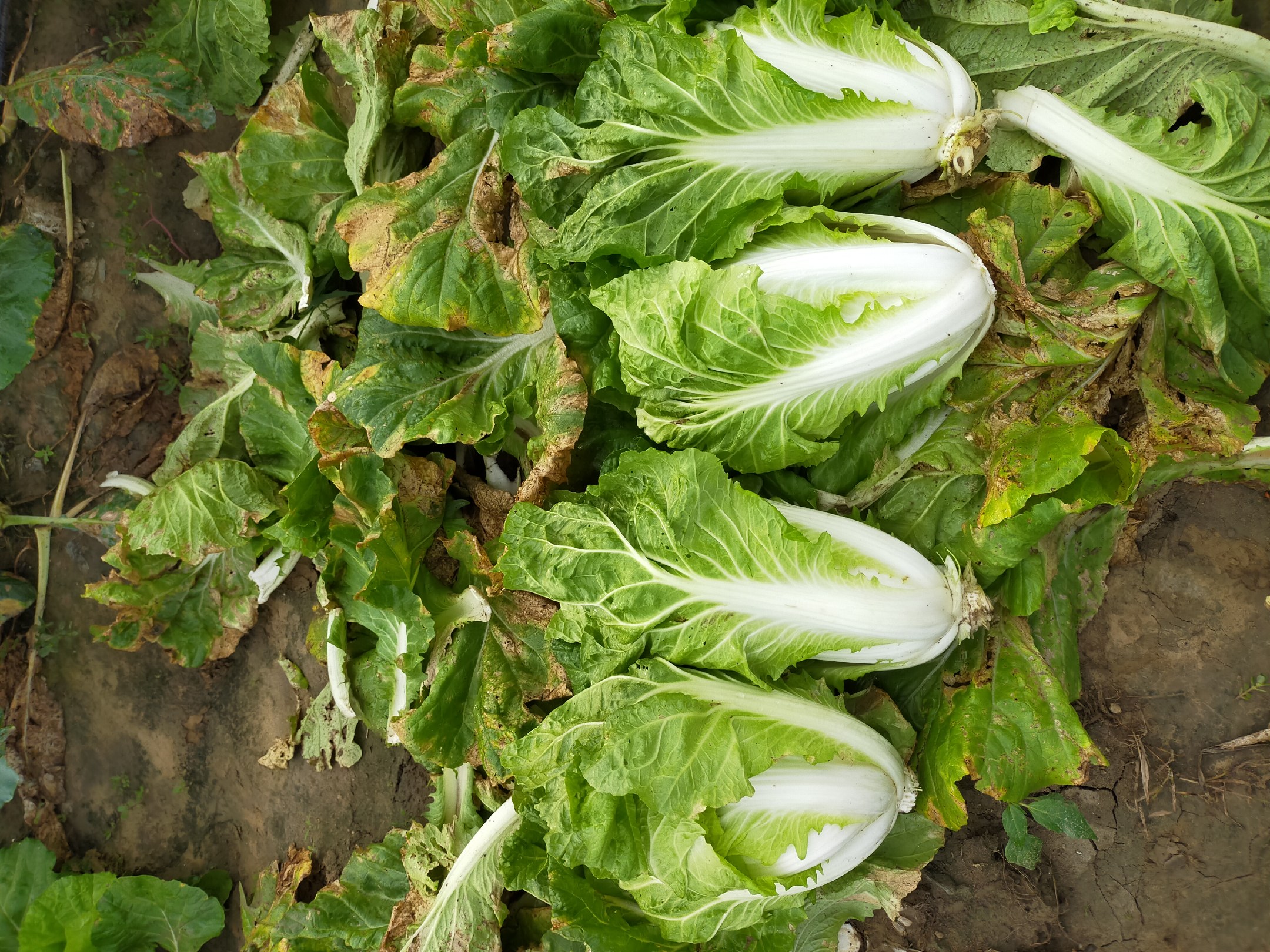 夏阳白菜人工采收现场纪实:两位穿蓝布围裙的农户弯腰作业,左手扶住植株基部,右手持不锈钢小刀斜切根部;已采收的夏阳白菜整齐码放在竹编浅筐中,每棵叶球饱满、外叶包裹完整、根部切口平整新鲜;地面覆有黑色地膜,反光映出清晰叶脉纹理,阳光斜射形成自然高光,强化叶片通透质感与青翠色调 采摘中的夏阳白菜丰收场景