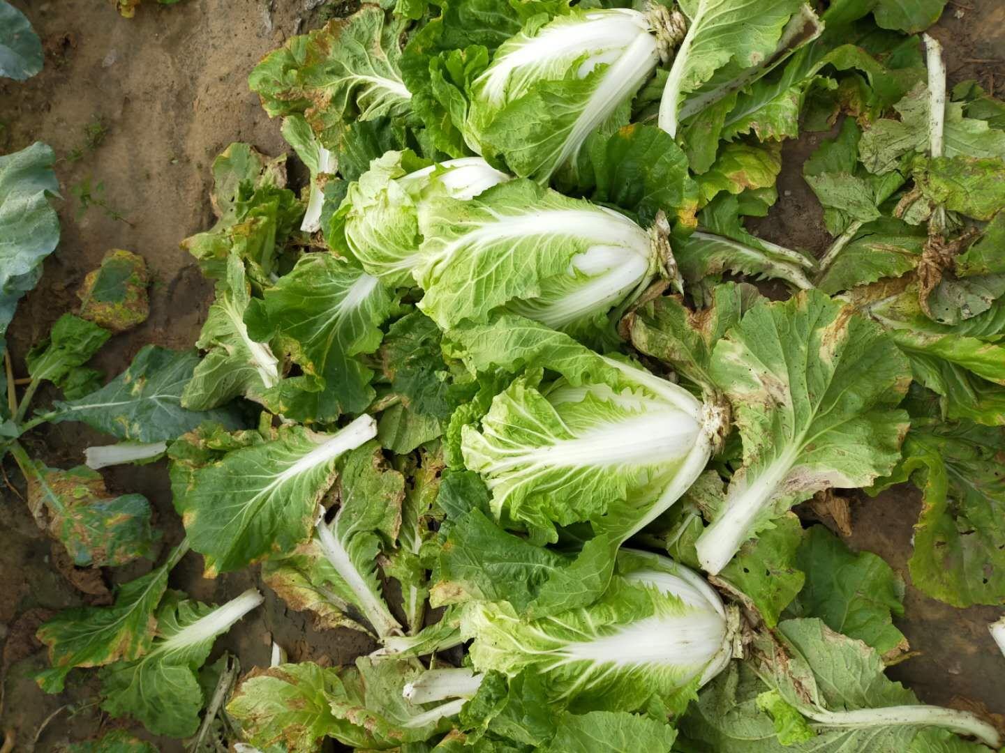 白菜不同季节种植模式对比图