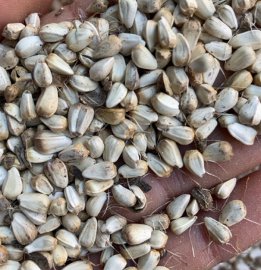 [水红花子批发]红花子,红花子,红花子量大在售,要货多的可私聊价格5.0