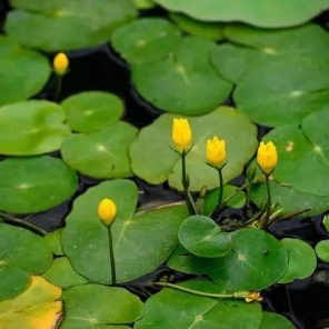 [鹅蛋批发]鹅蛋鲜鹅蛋土鹅蛋农家自产大鹅蛋保质保量散养大鹅蛋价格2.