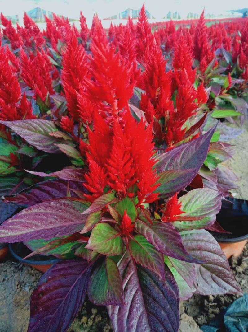 优质世纪红一支笔常年供应高品质宿根花卉时令花卉