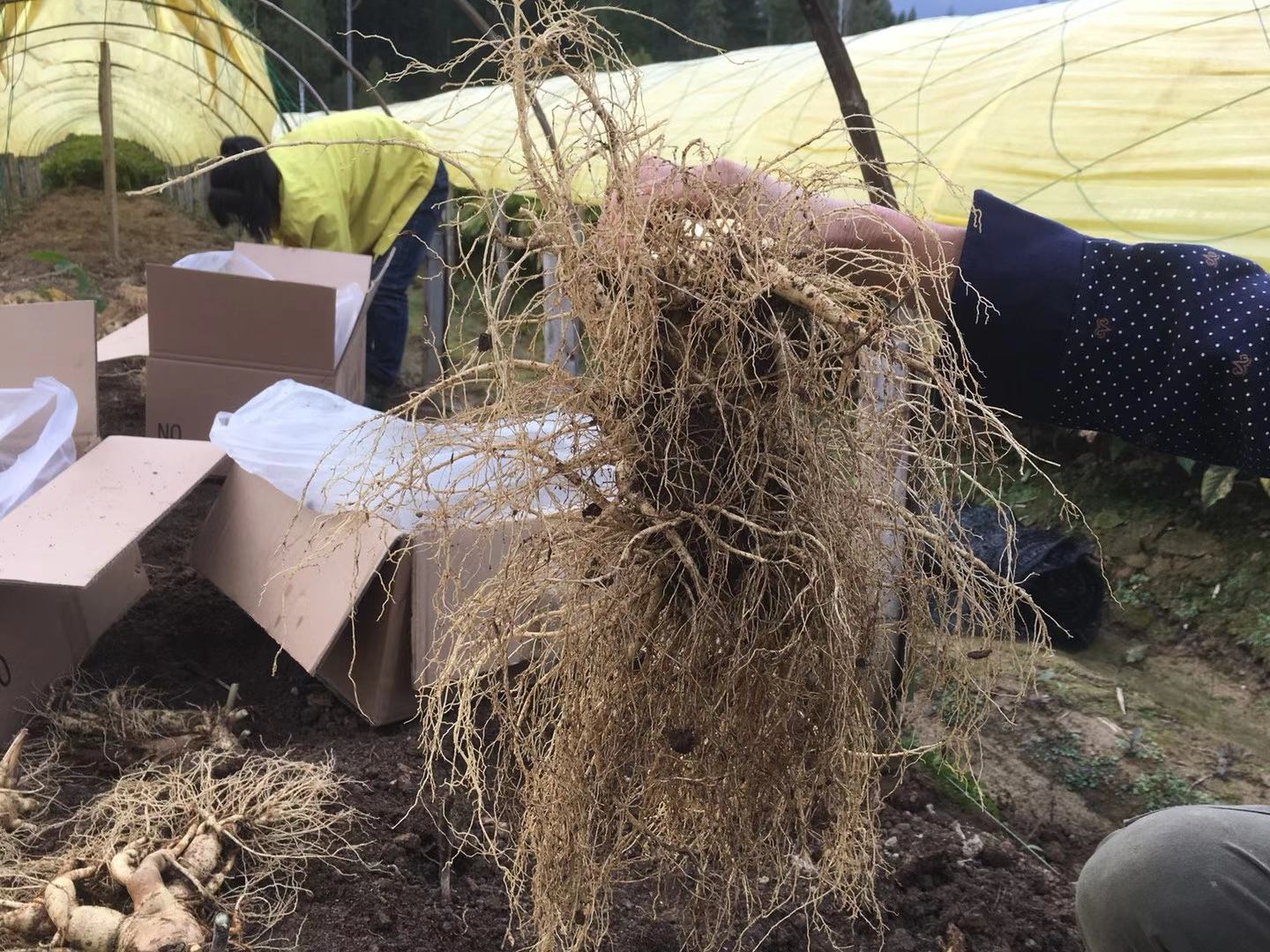 鲜人参市场挑选场景