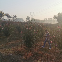 优质木槿，丛生木槿量大低价供应，木槿规格全面，全国直发