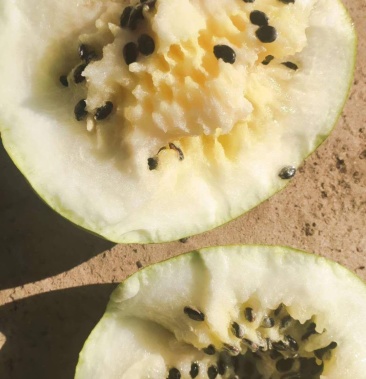 内蒙古基地精品打瓜一手货源