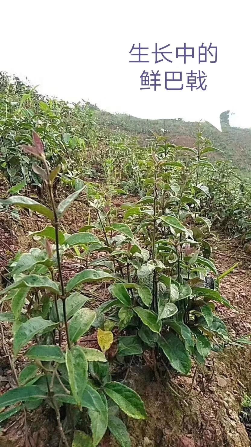[巴戟天批发]巴戟天巴戟肉德庆抽芯肉巴戟抽芯肉没霉心足干价格40.