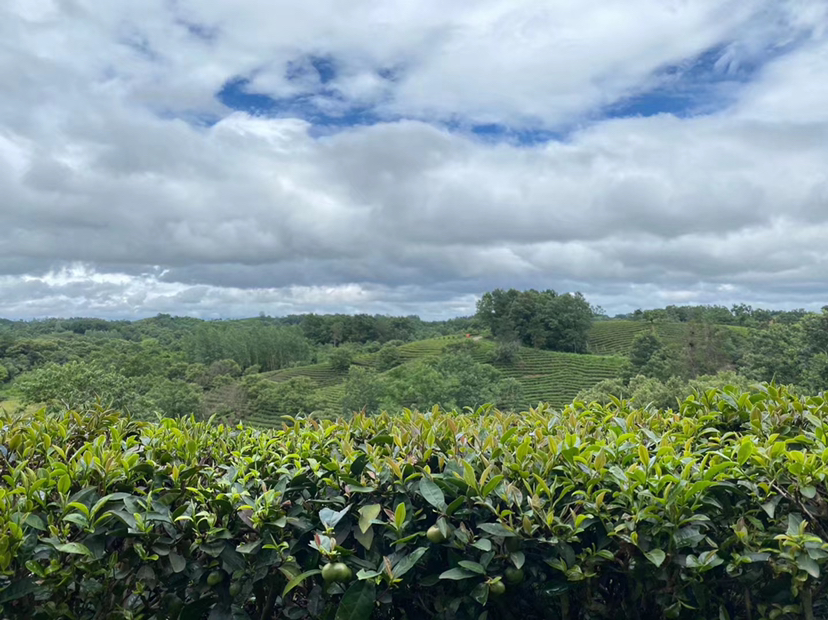 云南高原油栗种植地