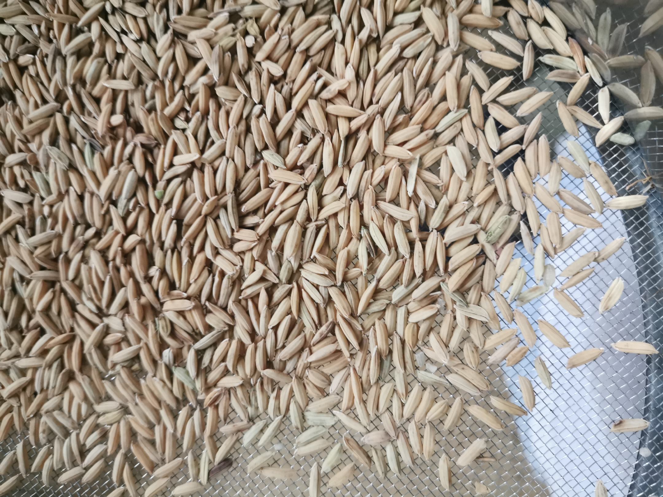 左侧为五优稻4号成熟期植株,株高95–102 cm,穗型松散,谷壳浅褐色带微绒;右侧为吉粳816,株高108–115 cm,穗层整齐,谷壳金黄光滑;背景可见典型五常牤牛河冲积平原黑土田块与吉林舒兰火山岩风化土田块差异 稻花香2号(五优稻4号)与吉粳816田间植株对比图