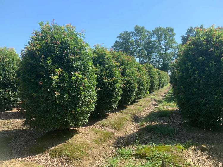 一棵生长在丘陵地带的丹桂树,阳光照射下枝头新生的嫩绿叶片清晰可见,叶片呈椭圆形,边缘有细锯齿,叶脉明显,背景为清晨薄雾笼罩的茶园式种植园 丹桂树及其嫩叶特写