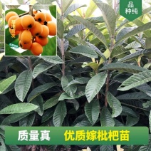 枇杷果树嫁接苗大五星白玉当年结果基地直发品种纯正现挖现发