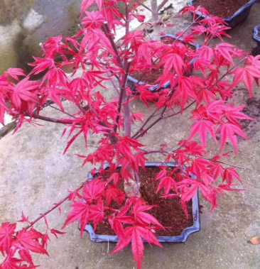 丛生日本红枫红舞姬小苗丛生日本红枫红舞姬小苗